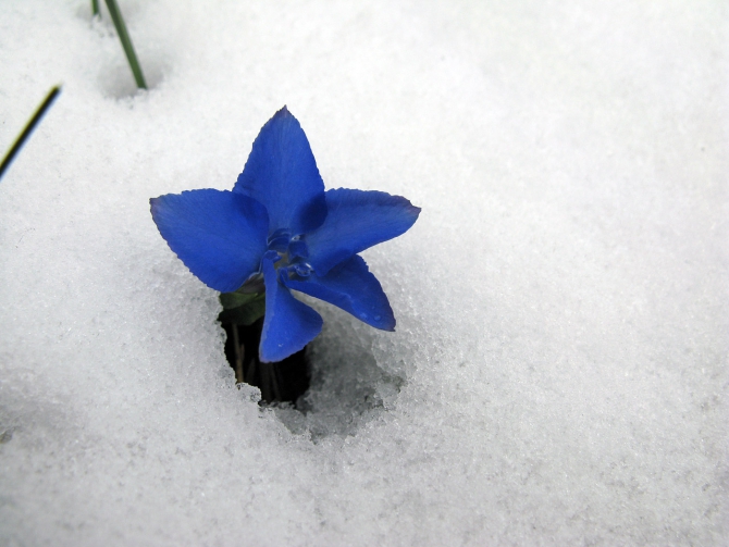 Эльбрус - май 2008. Фотоальбом (Альпинизм, восхождение, горы, кавказ, ирик, приэльбрусье)