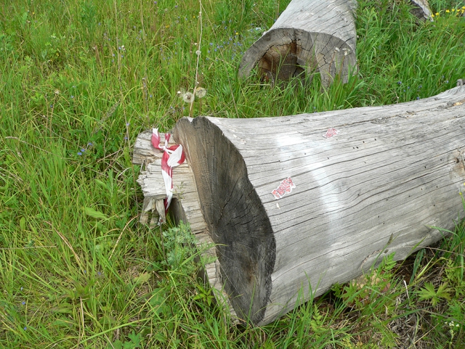 Фотки с пешего квеста (троллей, фото, 2008, фестиваль)