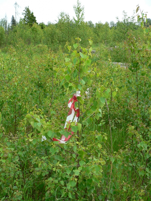 Фотки с пешего квеста (троллей, фото, 2008, фестиваль)