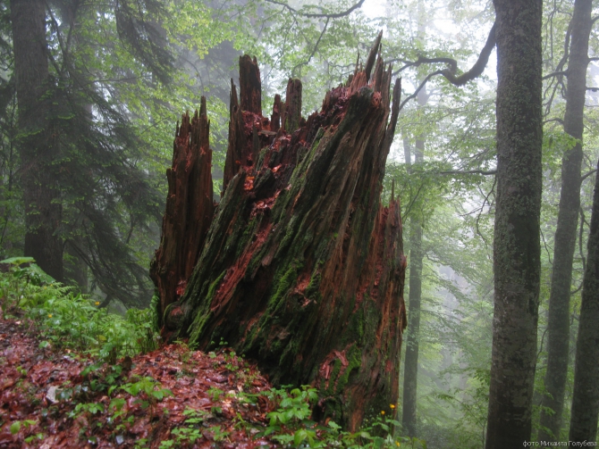 Чугуш - июнь 2008 (Альпинизм, горы, кавказ, красная поляна, ачишхо)