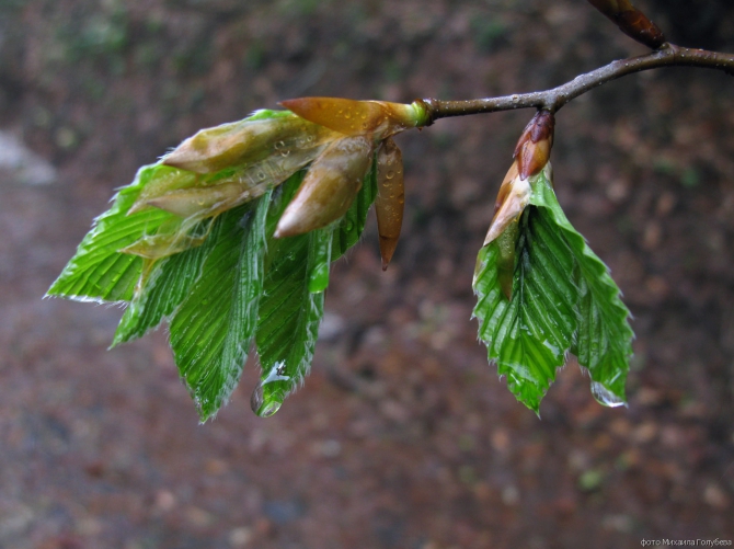 Чугуш - июнь 2008 (Альпинизм, горы, кавказ, красная поляна, ачишхо)