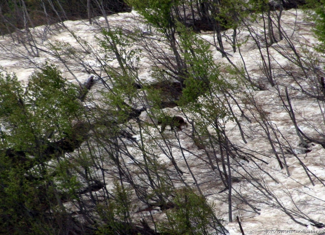 Чугуш - июнь 2008 (Альпинизм, горы, кавказ, красная поляна, ачишхо)