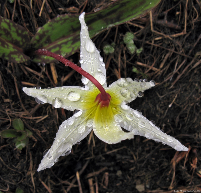 Чугуш - июнь 2008 (Альпинизм, горы, кавказ, красная поляна, ачишхо)