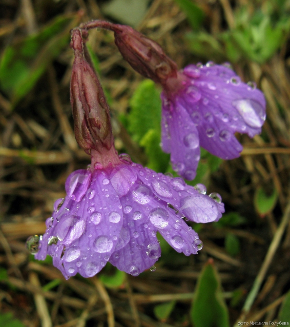 Чугуш - июнь 2008 (Альпинизм, горы, кавказ, красная поляна, ачишхо)