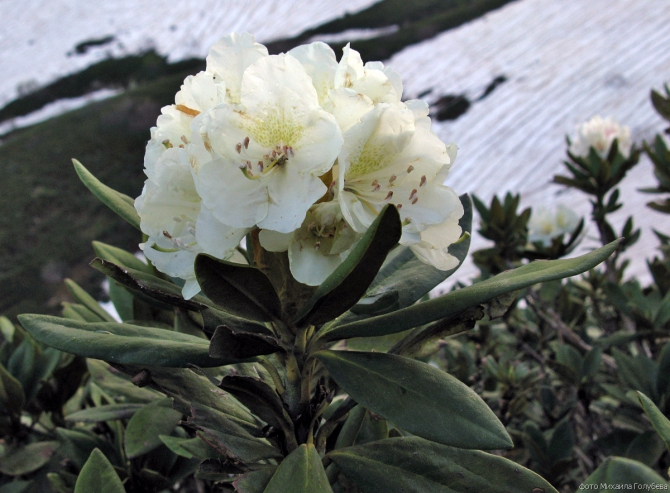 Чугуш - июнь 2008 (Альпинизм, горы, кавказ, красная поляна, ачишхо)