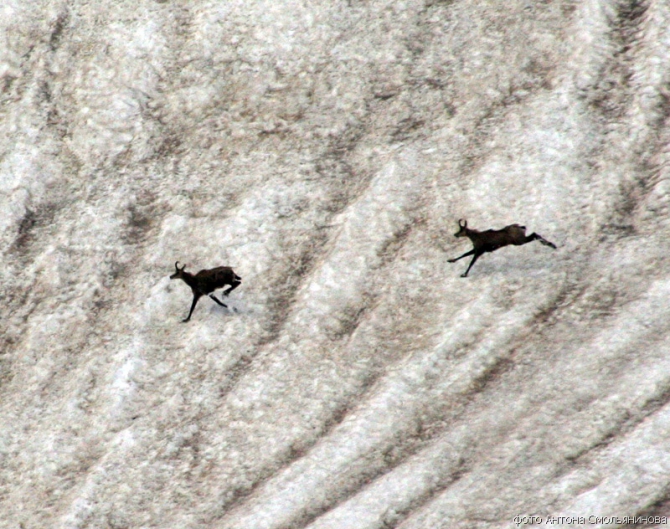 Чугуш - июнь 2008 (Альпинизм, горы, кавказ, красная поляна, ачишхо)