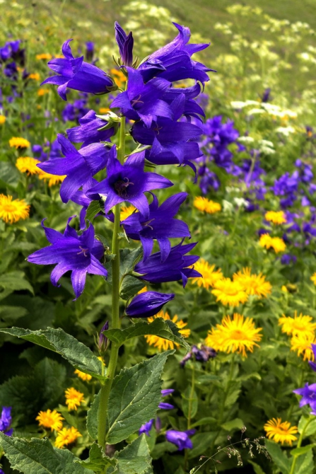 Поход Архыз - Имеретинские озера (Горный туризм, имеретинские озёра, кавказский заповедник)