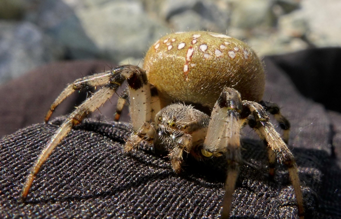 Поход Архыз - Имеретинские озера (Горный туризм, имеретинские озёра, кавказский заповедник)