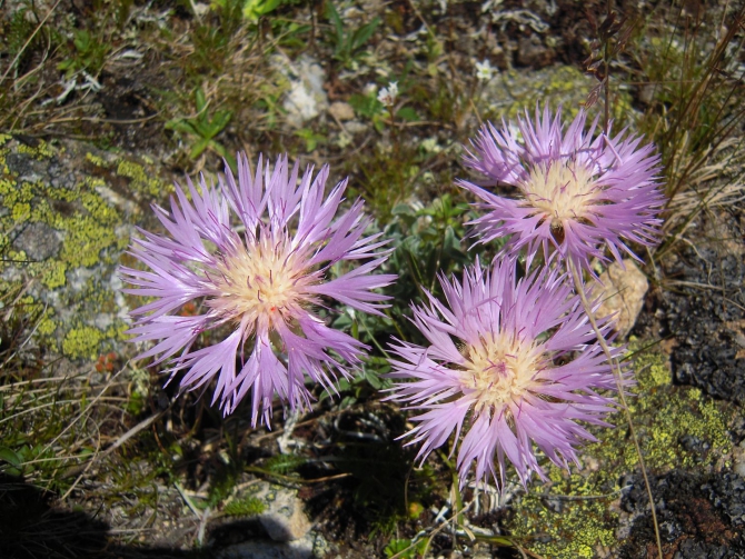 Результаты тестирования палатки Bask Company PINNATE 2 (Горный туризм)