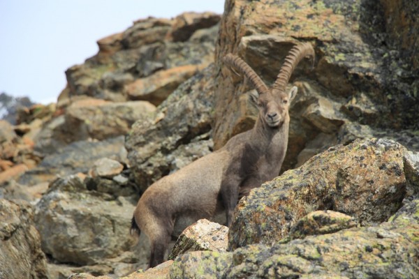 Иван Малахов-мой первый Монблан (Альпинизм, alpes, aosta, chamonix, monblan, montebianco, альпы, альпы летом, аоста, монте бьянко, шамони, альпинизм)