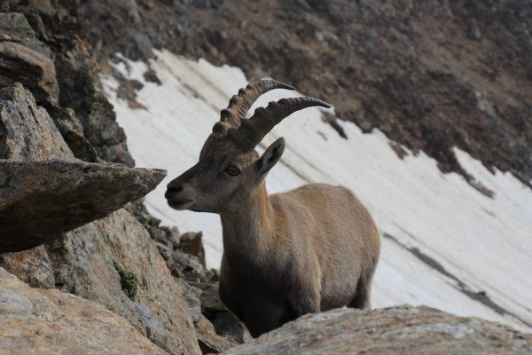 Иван Малахов-мой первый Монблан (Альпинизм, alpes, aosta, chamonix, monblan, montebianco, альпы, альпы летом, аоста, монте бьянко, шамони, альпинизм)