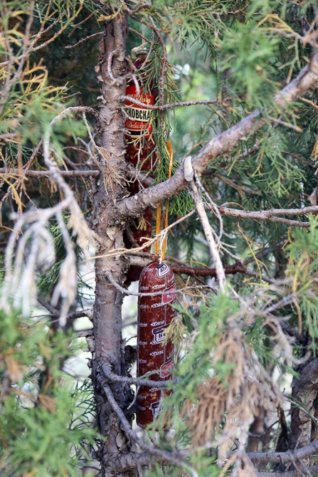 С головой в Каравшин! (Альпинизм, технический класс, очный чемпионат, соревнования, горы)