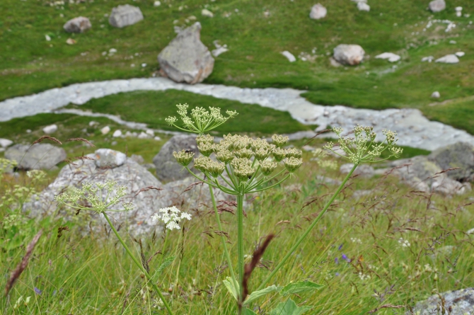 Безенги-2014 (Горный туризм)