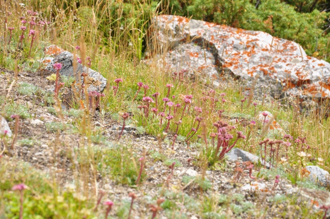 Безенги-2014 (Горный туризм)