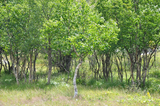 Безенги-2014 (Горный туризм)