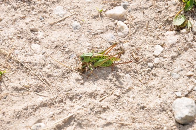 Безенги-2014 (Горный туризм)