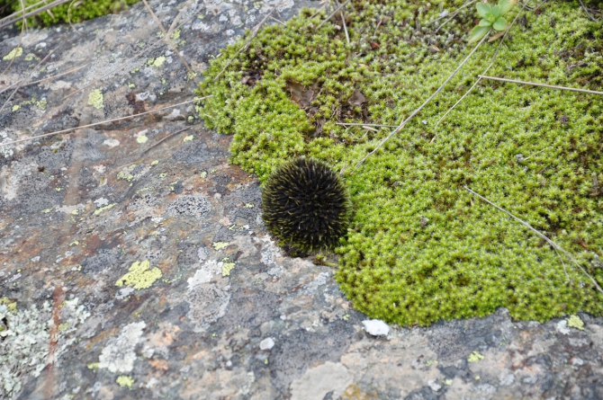 Безенги-2014 (Горный туризм)