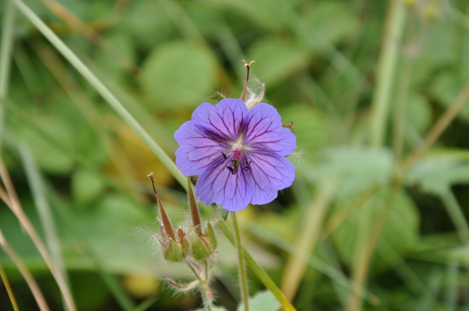 Безенги-2014 (Горный туризм)