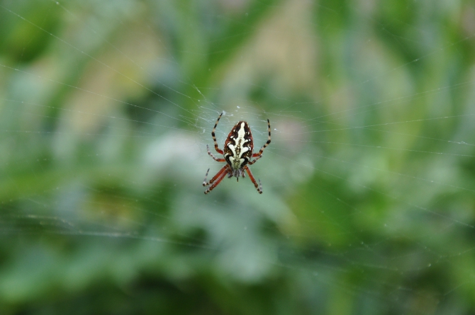 Безенги-2014 (Горный туризм)