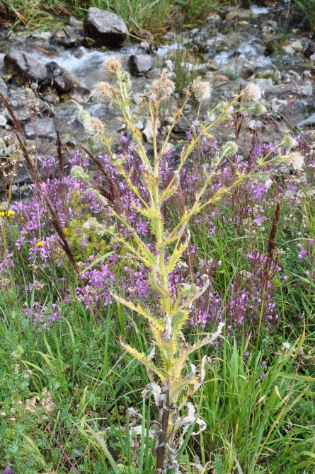 Безенги-2014 (Горный туризм)