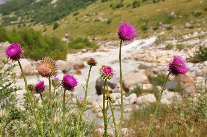 Безенги-2014 (Горный туризм)