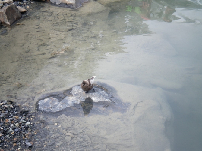 Хроники Новосибирского альпинизма: июль-август 2014 в Актру, детская смена. (дети)