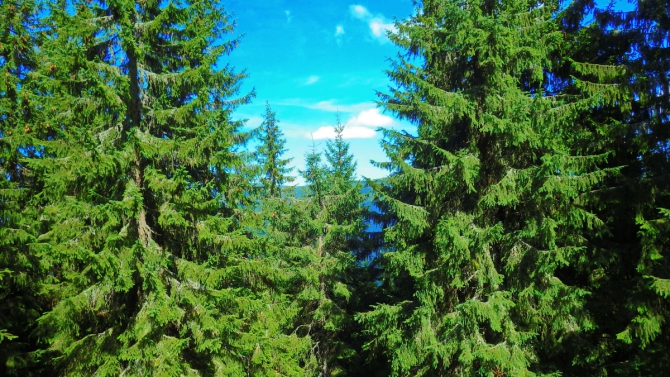 Осень в Карпатах (Путешествия, поход выходного дня, карпаты, поход выходного дня, карпаты)