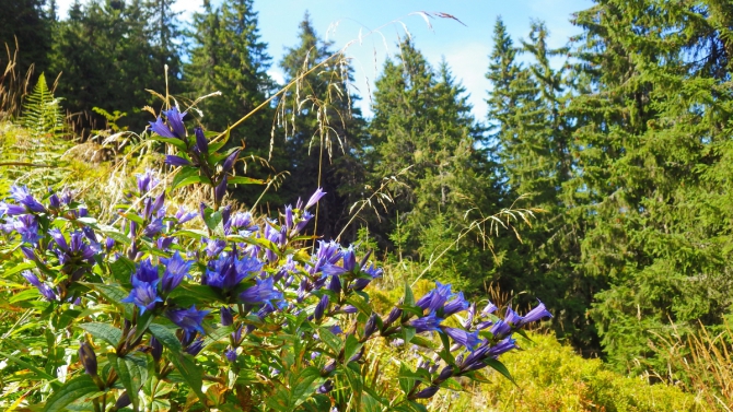 Осень в Карпатах (Путешествия, поход выходного дня, карпаты, поход выходного дня, карпаты)
