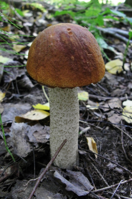 По водопадам и родникам Калужской области, или тест написания постов в новом Риске (Путешествия, пвд, пвд)