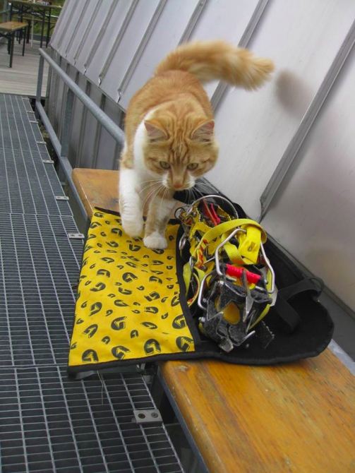 Гранд Жорас. Знакомство. (Альпинизм, grandes jorasses, North Face, Shroud, Linceul, Leichtuch, chamonix, grandes jorasses, North Face, Shroud, Linceul, Leichtuch, chamonix, grandes jorasses, North Face, Shroud, Linceul, Leichtuch, chamonix, grandes jorasses, North Face, Shroud, Linceul, Leichtuch, chamonix, grandes jorasses, North Face, Shroud, Linceul, Leichtuch, chamonix, grandes jorasses, North Face, Shroud, Linceul, Leichtuch, chamonix, grandes jorasses, North Face, Shroud, Linceul, Leichtuch, chamonix, grandes jorasses, North Face, Shroud, Linceul, Leichtuch, chamonix, grandes jorasses, North Face, Shroud, Linceul, Leichtuch, chamonix, grandes jorasses, North Face, Shroud, Linceul, Leichtuch, chamonix, grandes jorasses, North Face, Shroud, Linceul, Leichtuch, chamonix, grandes jorasses, North Face, Shroud, Linceul, Leichtuch, chamonix)