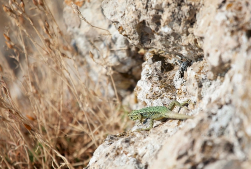 Говорит Сокол: результаты ЧР у мужчин (Альпинизм, крым, чемпионат россии, скальный класс, крым, чемпионат россии, скальный класс, крым, чемпионат россии, скальный класс)