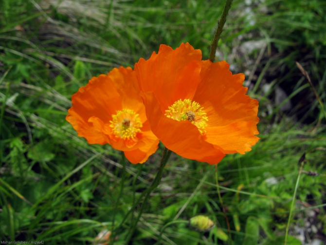 Безенги-2014. Фоторассказ (Горный туризм, горы, кавказ, Шиле, Соухауз, Гийбашкёль, думала, коштантау)