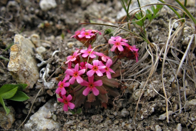 Безенги-2014. Фоторассказ (Горный туризм, горы, кавказ, Шиле, Соухауз, Гийбашкёль, думала, коштантау)