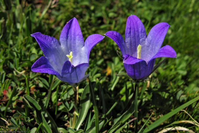 Из Дигории в Балкарию '2014. Фоторассказ (Горный туризм, горы, кавказ, дигория, балкария, Авсанау, Штулу)