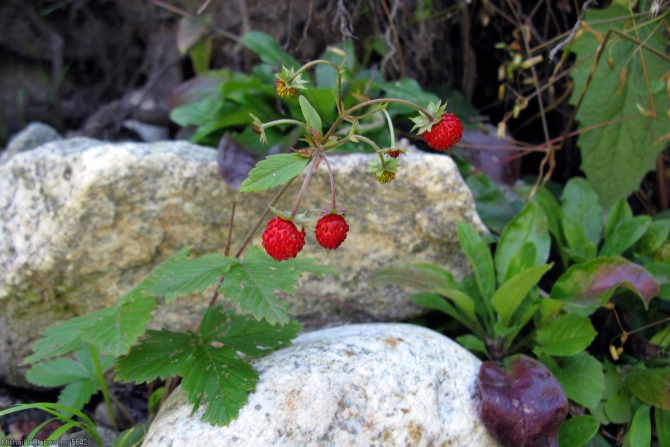 Из Дигории в Балкарию '2014. Фоторассказ (Горный туризм, горы, кавказ, дигория, балкария, Авсанау, Штулу)