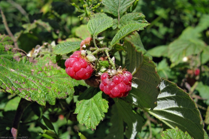 Из Дигории в Балкарию '2014. Фоторассказ (Горный туризм, горы, кавказ, дигория, балкария, Авсанау, Штулу)