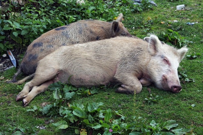 Сванетия-2014. Из Адиши в Ушгули вдоль Безенгийской стены (Горный туризм, горы, кавказ, грузия, фото, местиа, ушба, горы, кавказ, грузия, фото, местиа, ушба)