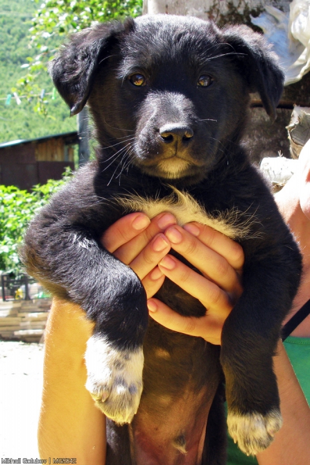 Сванетия-2014. Из Адиши в Ушгули вдоль Безенгийской стены (Горный туризм, горы, кавказ, грузия, фото, местиа, ушба, горы, кавказ, грузия, фото, местиа, ушба)