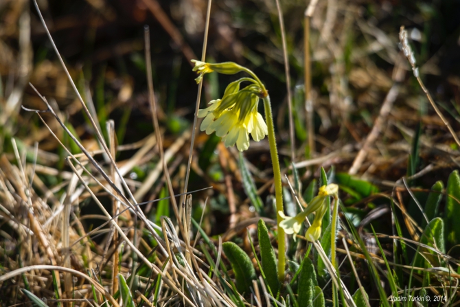 Как мы поМАЙялись. Часть первая: от Идеи до Мечты. (Горный туризм, кавказ, поход, уруп, фирсиха, чилик, озера, кчр, эльбрус)