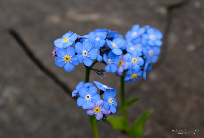 Рача - 2013. Фотоальбом (Горный туризм)