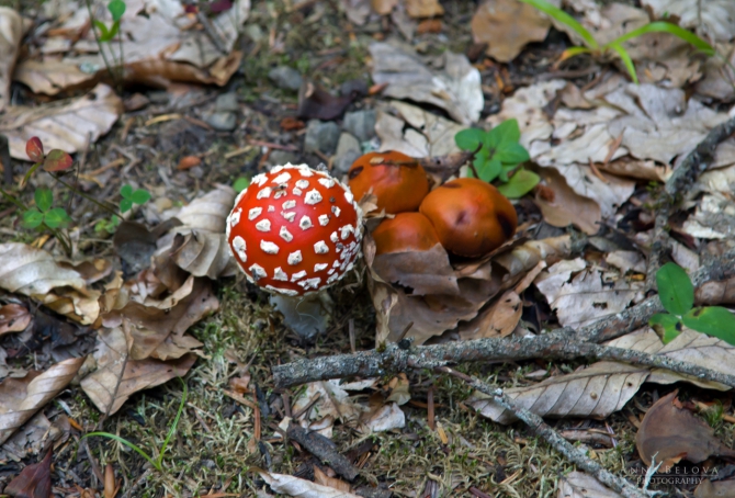 Рача - 2013. Фотоальбом (Горный туризм)