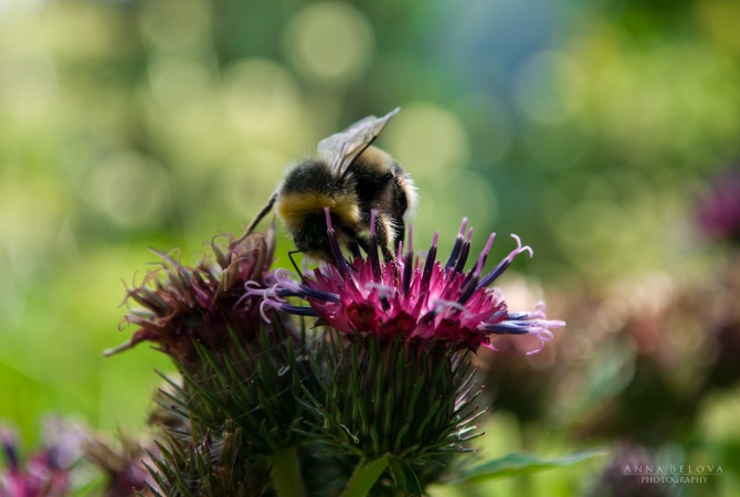 Рача - 2013. Фотоальбом (Горный туризм)