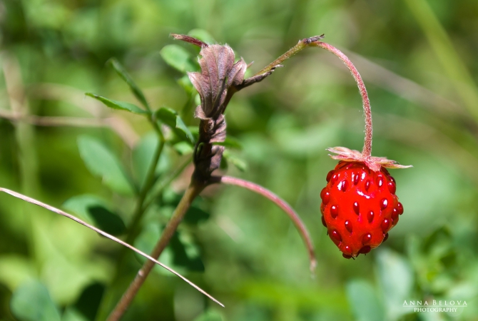 Рача - 2013. Фотоальбом (Горный туризм)