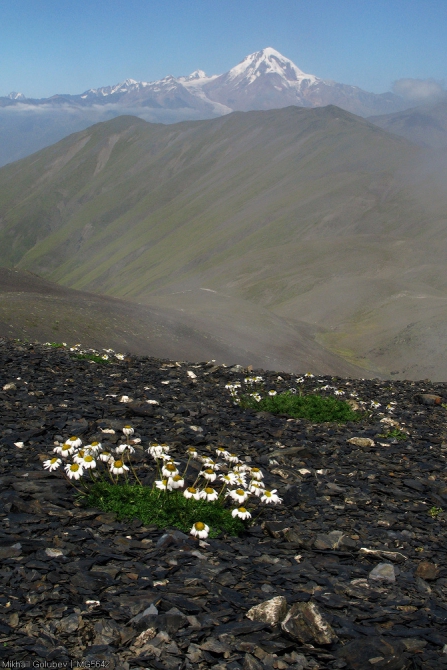 Приказбечье - 2014. Фоторассказ (Горный туризм, горы, кавказ, грузия, Кистинка, чаухи, Шатили, казбек, горы, кавказ, грузия, Кистинка, чаухи, Шатили, казбек)