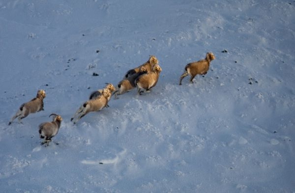 Наши горы с высоты птичьего полёта (Горный туризм, якутия, якутия, якутия)