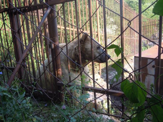 Детский поход в Лагонаки (Путешествия, дети, маи, Цица, оштен)
