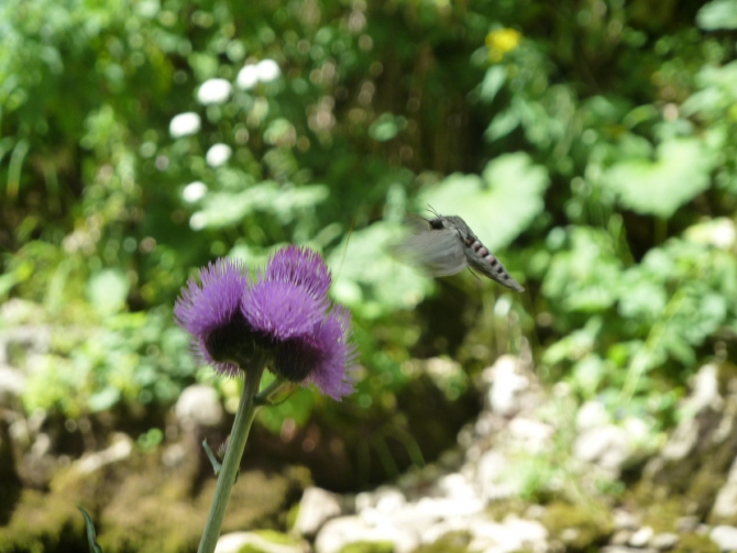 Детский поход в Лагонаки (Путешествия, дети, маи, Цица, оштен)