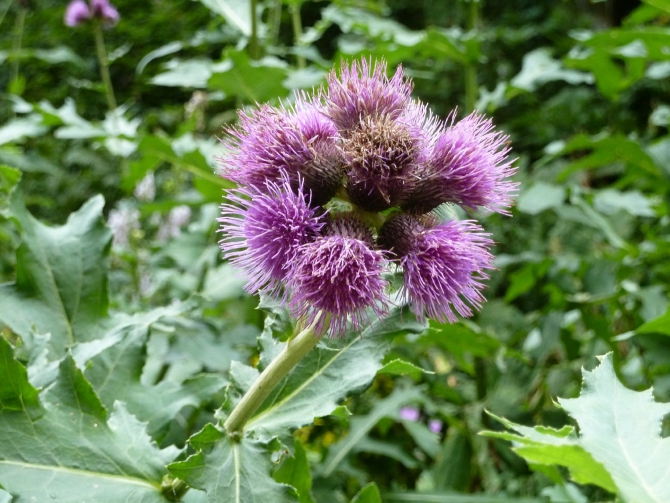 Детский поход в Лагонаки (Путешествия, дети, маи, Цица, оштен)