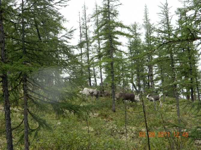 Кодар-р-р!!! или как "горники" в первый раз ходили в пешеходную 3ку (Путешествия, такт, пешеходный туризм, такт, пешеходный туризм, такт, пешеходный туризм)