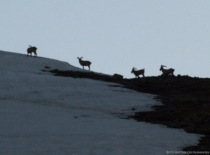 Чугуш - июнь 2008 (Альпинизм, горы, кавказ, красная поляна, ачишхо)